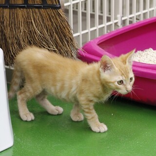 譲渡対象猫の紹介（C210517-16）