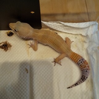 スーパーハイポタンジェリン　ヒョウモントカゲモドキ