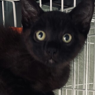 icat-M1050　デレニャン・その名はジジ♪