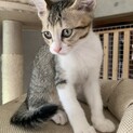 里親を募集しています。