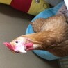はりも