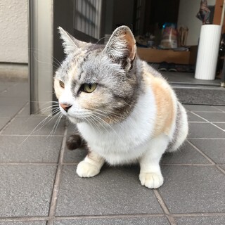 可愛いメス3歳です。