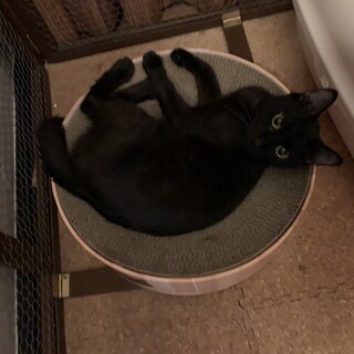 急募！甘えん坊で美しい黒猫、猫と折合いつかず再募集