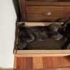 急募！甘えん坊で美しい黒猫、猫と折合いつかず再募集 サムネイル2
