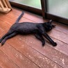急募！甘えん坊で美しい黒猫、猫と折合いつかず再募集 サムネイル3