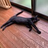 急募！甘えん坊で美しい黒猫、猫と折合いつかず再募集 サムネイル4