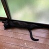 急募！甘えん坊で美しい黒猫、猫と折合いつかず再募集 サムネイル5