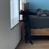 急募！甘えん坊で美しい黒猫、猫と折合いつかず再募集 サムネイル6