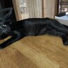 急募！甘えん坊で美しい黒猫、猫と折合いつかず再募集 サムネイル7