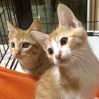 【7/11芝浦】初心者歓迎甘えん坊美猫兄妹