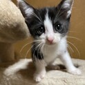 ５兄妹の子猫達