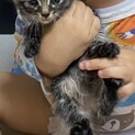 可愛い子猫ちゃんです♡