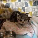 餌やりさんの所で増えてしまった子猫 トラ柄