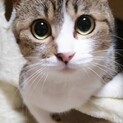 おっとり優しい1歳半の女の子です。