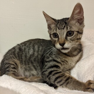 かわいいお顔の茶キジトラのカヤくん♡