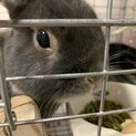 うさぎ　ネザーランドドワーフ　里親さん探し