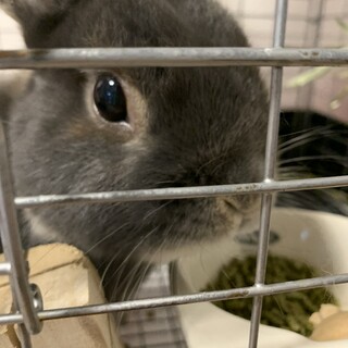 うさぎ　ネザーランドドワーフ　里親さん探し