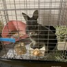 うさぎ　ネザーランドドワーフ　里親さん探し サムネイル2