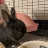 うさぎ　ネザーランドドワーフ　里親さん探し サムネイル3