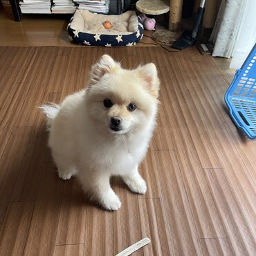 鹿角を与えてみました