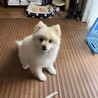 鹿角を与えてみました
