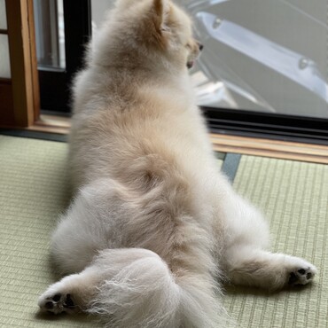 暇だから番犬するね