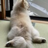 暇だから番犬するね