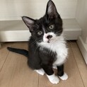 天真爛漫！人間が大好きなネルちゃん