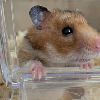 ゴールデンハムスター