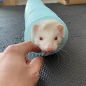 フェレット