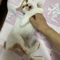 甘えん坊の茶白ちゃん