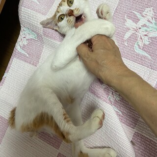 甘えん坊の茶白ちゃん
