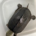 クサガメ　甲羅サイズ15cm たぶんオス