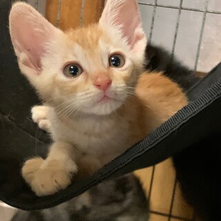 2ヶ月　茶トラ猫　わらび君（6兄妹）