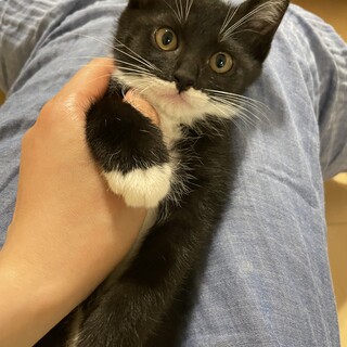 （トライアル中！）黒マスクのメルダちゃん☆約2ヵ月