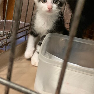 2ヶ月　アメショ柄（白）　三つ葉ちゃん（6兄妹）