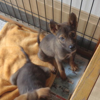 尻尾フリフリ人なつこいオス子犬