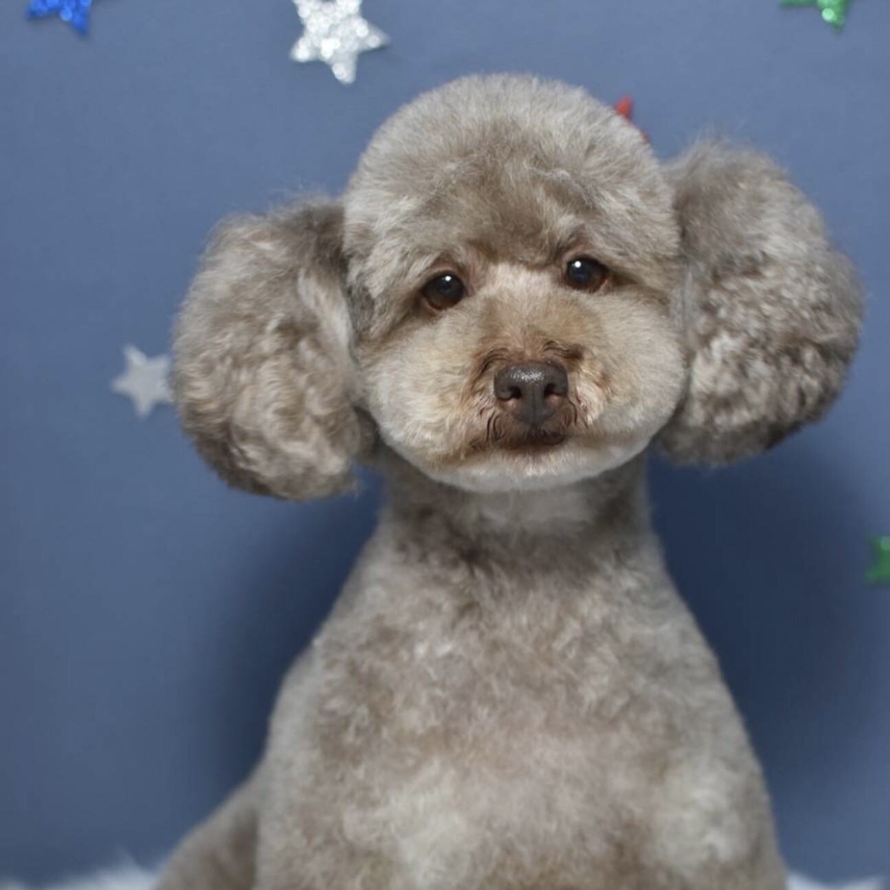 コアラみたいなモカちゃん 東京都 犬の里親募集 ペットのおうち 月間利用者150万人