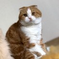 【7/16家族決定】折れ耳の引退ママ・兵庫県まる