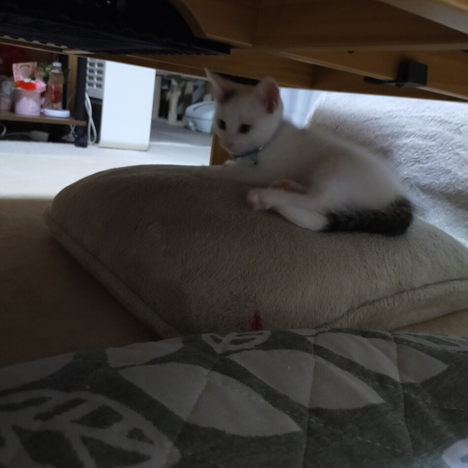 琥珀のカバー写真