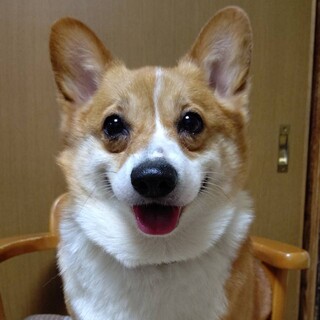 おっとりコーギー『ばんび』♀️推定６才