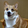 おっとりコーギー『ばんび』♀️推定６才 サムネイル2