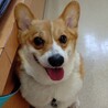 おっとりコーギー『ばんび』♀️推定６才 サムネイル3