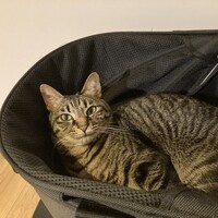 小梅