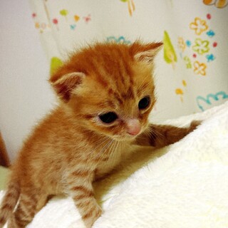 生後三週間♡可愛いすぎる茶虎