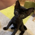 甘えっ子の黒猫男子のペコちゃん