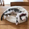 だらん♡