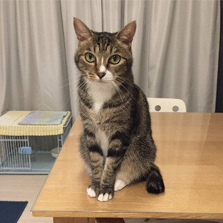 美猫のドラミちゃん