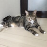 美猫のドラミちゃん サムネイル2