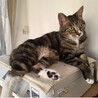 美猫のドラミちゃん サムネイル4